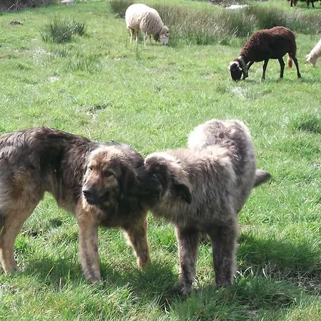 Casa Do Adro - Serra Da Estrela Дом отдыха *